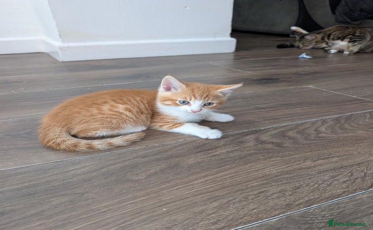 Mixed Breed cats - Advert 7