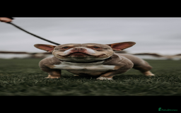 American Bully dogs for sale: 6 top quality  exotic bulls - Image 3