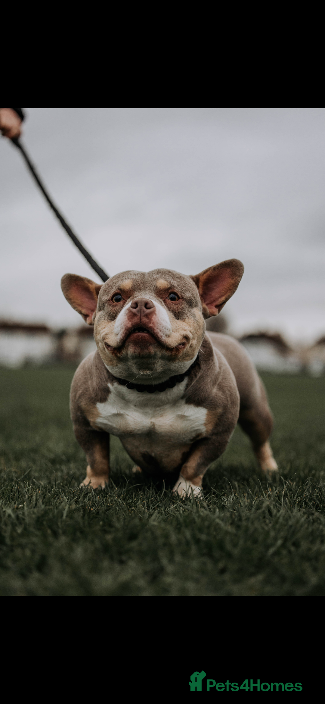 American Bully dogs for sale: 6 top quality  exotic bulls - Image 3