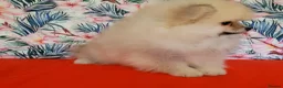 Pomeranian dogs for sale: Stunning KC Pomeranian Puppies for sale - Advert 3