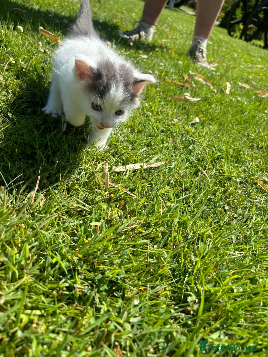 Domestic Shorthair cats for sale: Four Adorable Kittens - Mixed Litter - Image 3