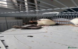 Rat rodents for sale: Fancy Rats.  - Image 5