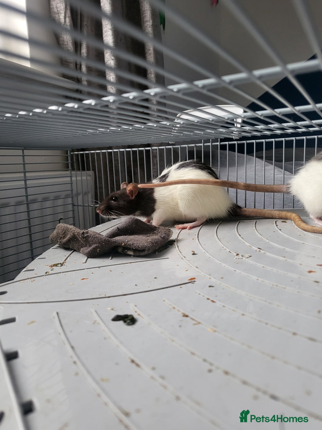 Rat rodents for sale: Fancy Rats.  - Image 5