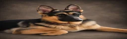 German Shepherd dogs for stud: Harvonock's King Koda @ stud - Advert 10
