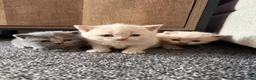 British Shorthair cats for sale: British shorthair kittens.  - Advert 14