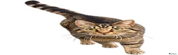 Mixed Breed cats for sale: Beautiful Brown Tabby Cat  - Advert 1