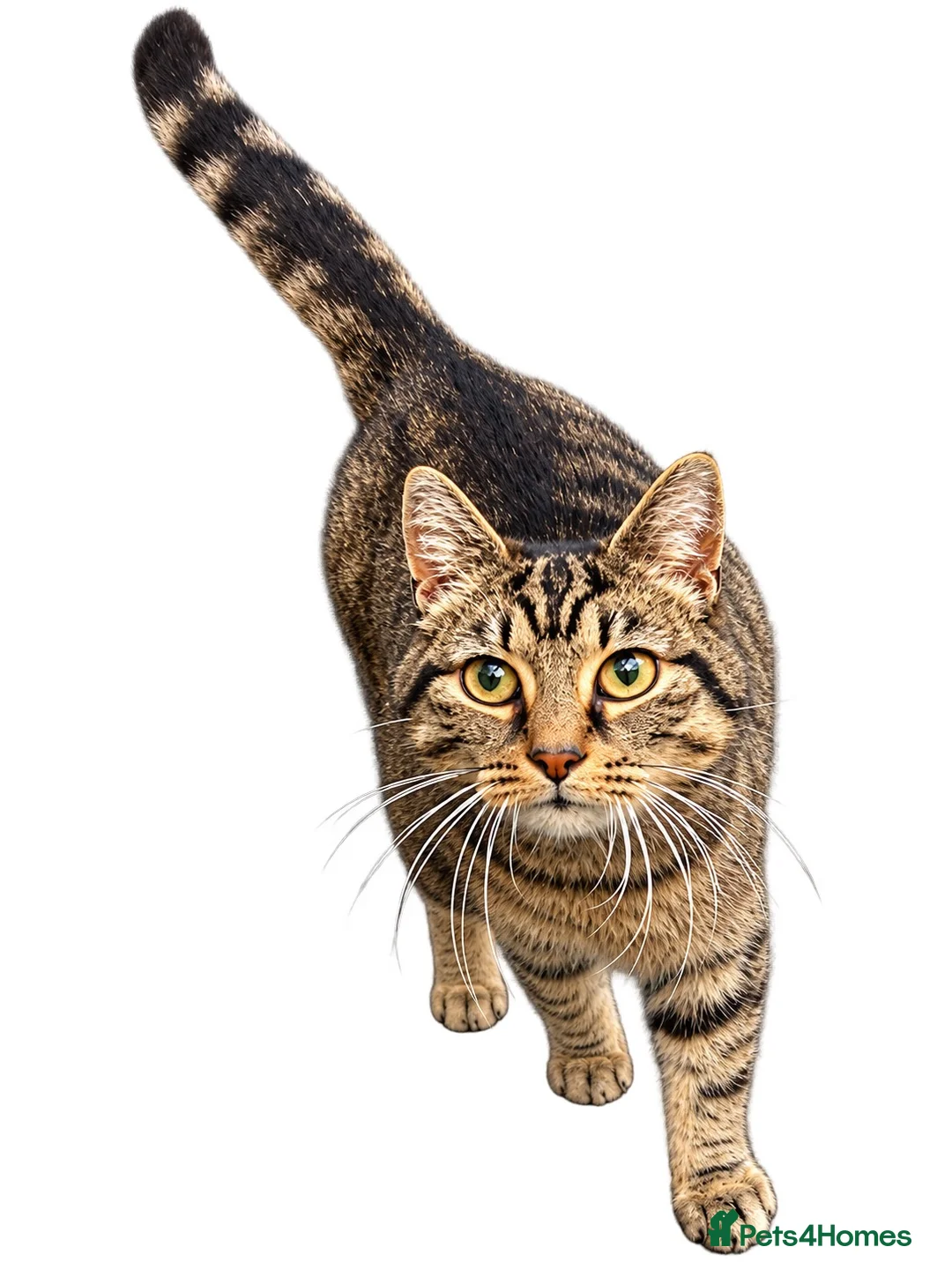 Mixed Breed cats for sale: Beautiful Brown Tabby Cat  - Advert 1