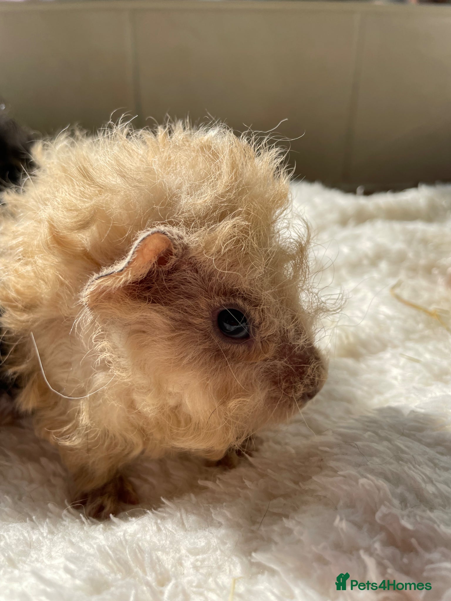 Guinea Pig rodents Lunkarya guinea pigs - ready now.  - Advert 2