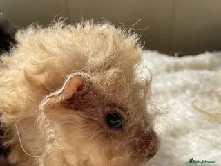 Guinea Pig rodents Lunkarya guinea pigs - ready now. - Advert 14