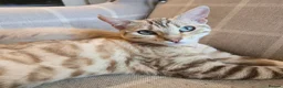 Mixed Breed cats for sale: Bengal cross ragdoll kittens  - Advert 1