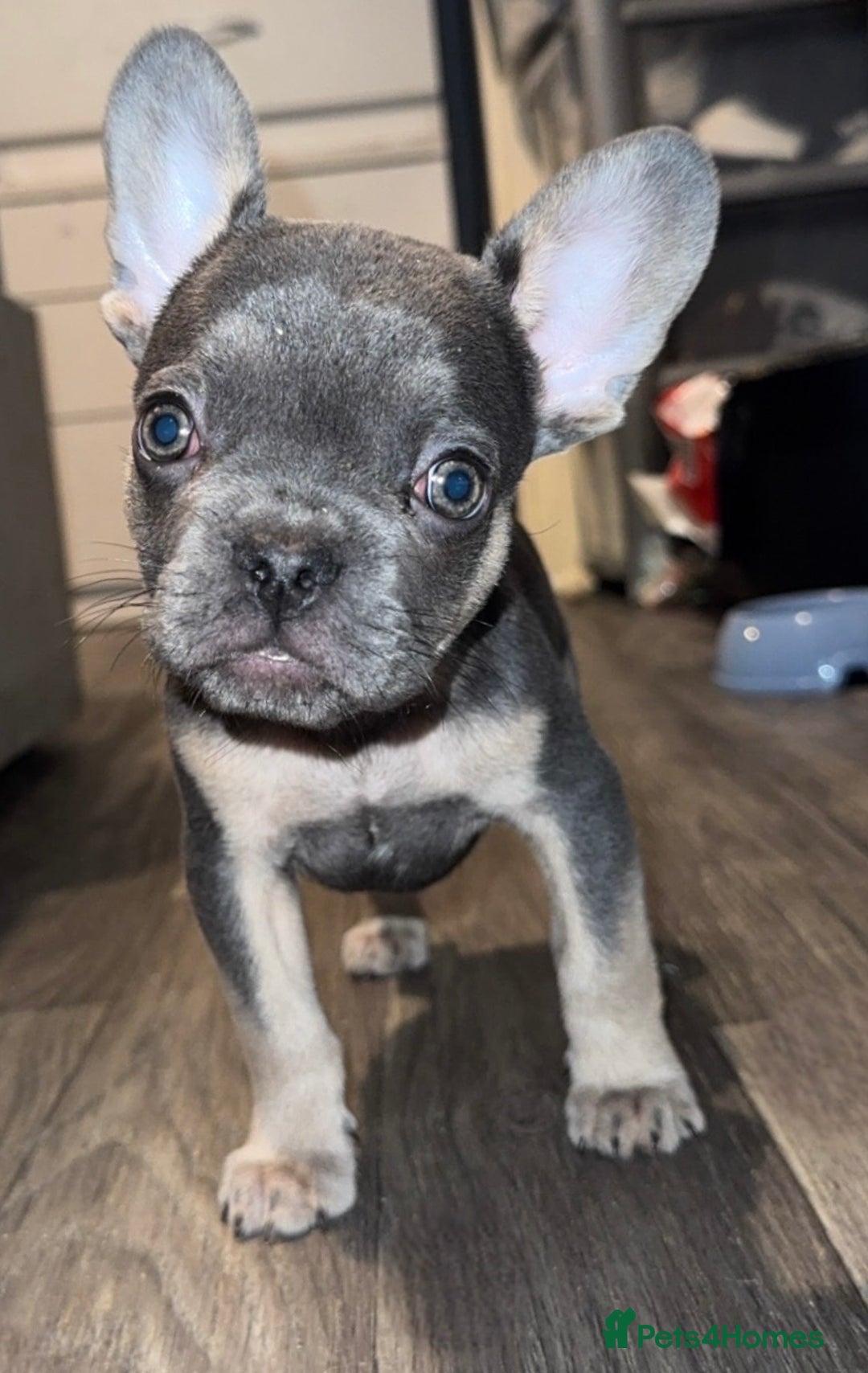 French Bulldog dogs for sale: REDUCED! French Bulldog puppies - Advert 9