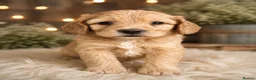 Cockapoo dogs for sale: Beautiful Multigen Cockapoo Puppies 🐶 - Advert 17