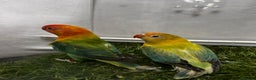 Lovebirds birds for sale: Beautiful mutation fisher opline lovebirds   - Advert 12
