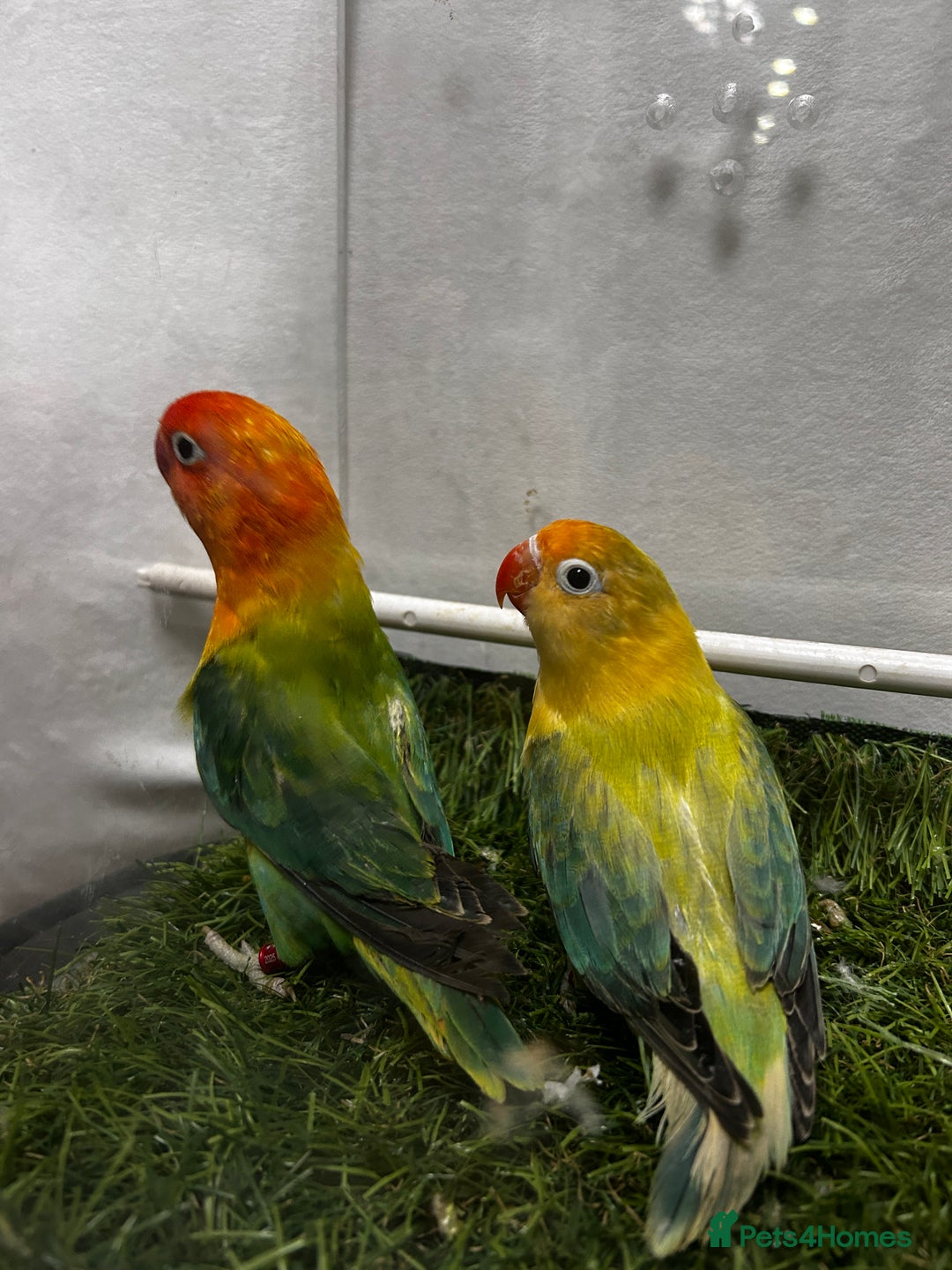 Lovebirds birds for sale: Beautiful mutation fisher opline lovebirds   - Advert 12