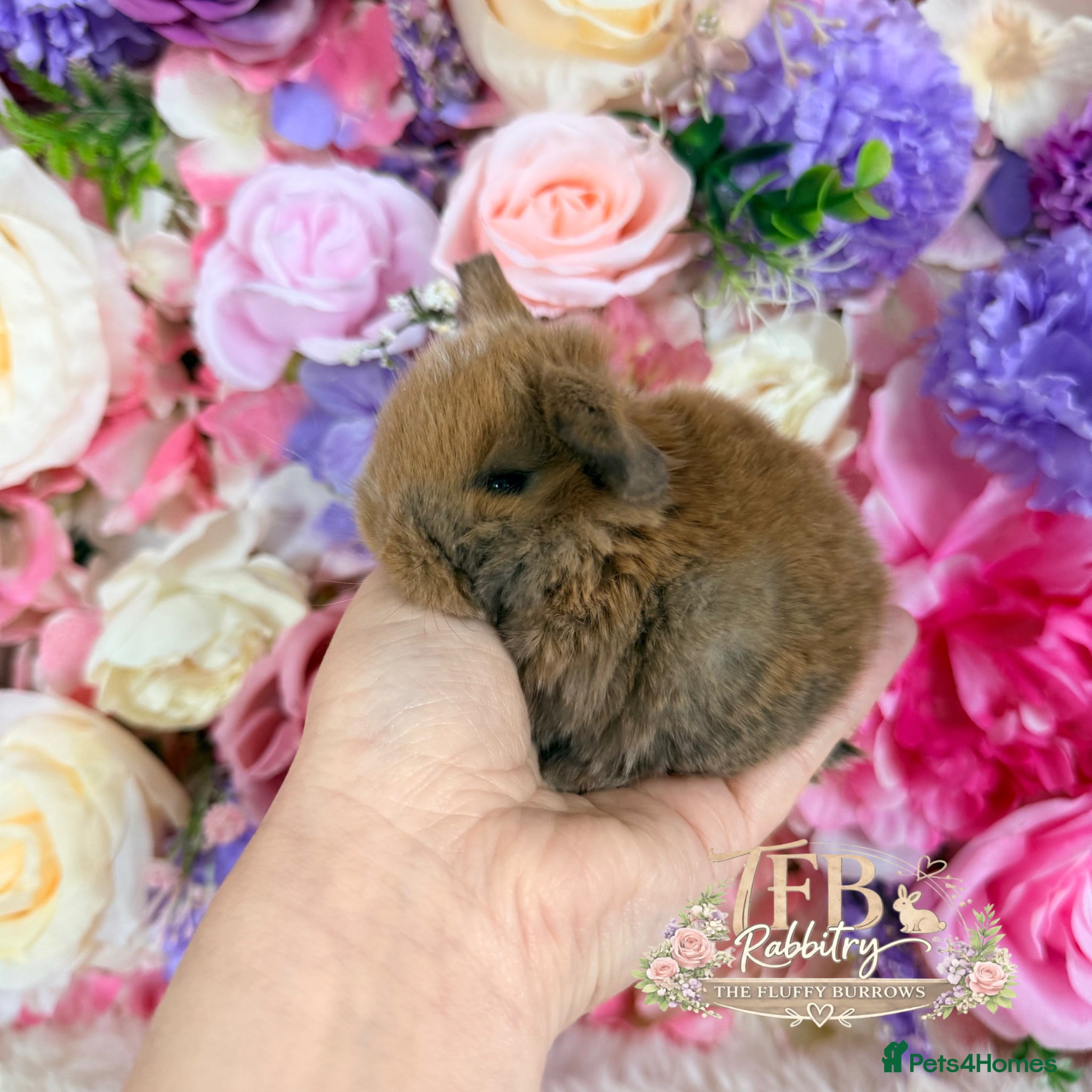Mini Lop rabbits 🌸 Vaccinated Friendly Mini Lops 🌸 xxx - Advert 16