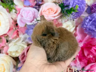 Mini Lop rabbits 🌸 Vaccinated Friendly Mini Lops 🌸 xxx - Advert 16