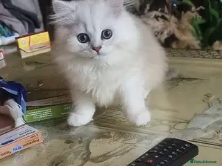 Persian cats Persian chinchilla - Advert 1