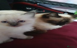 Perdoll cats for sale: RAGDAL KITTENSS  - Image 12