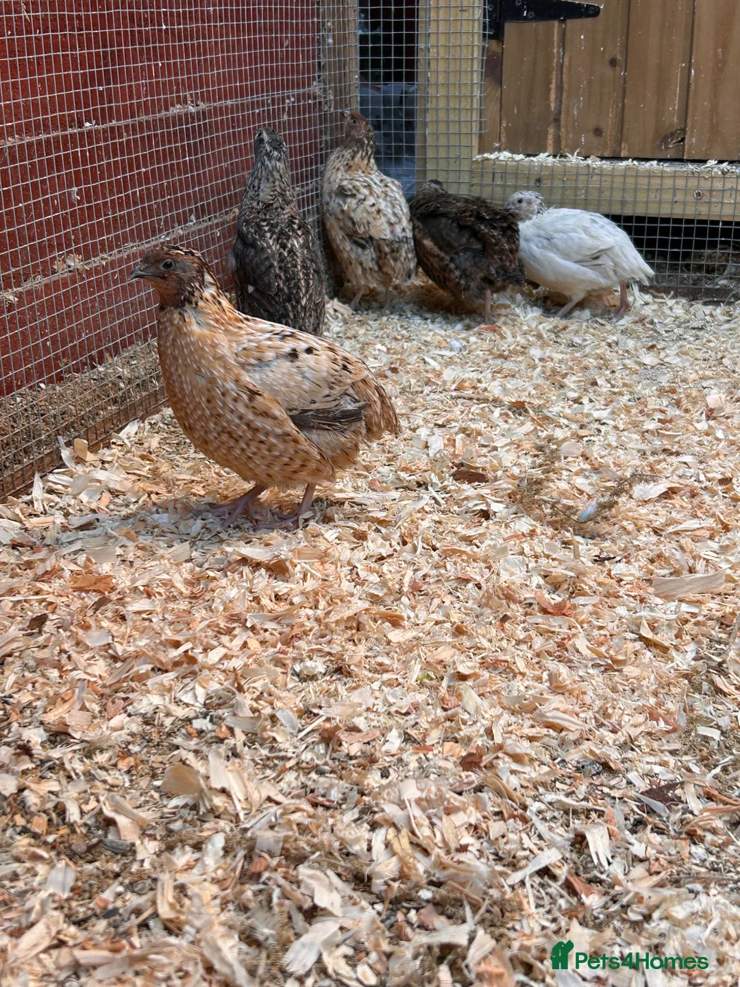 Quail poultry for sale: Male Japanese / Coturnix Quail - Advert 6