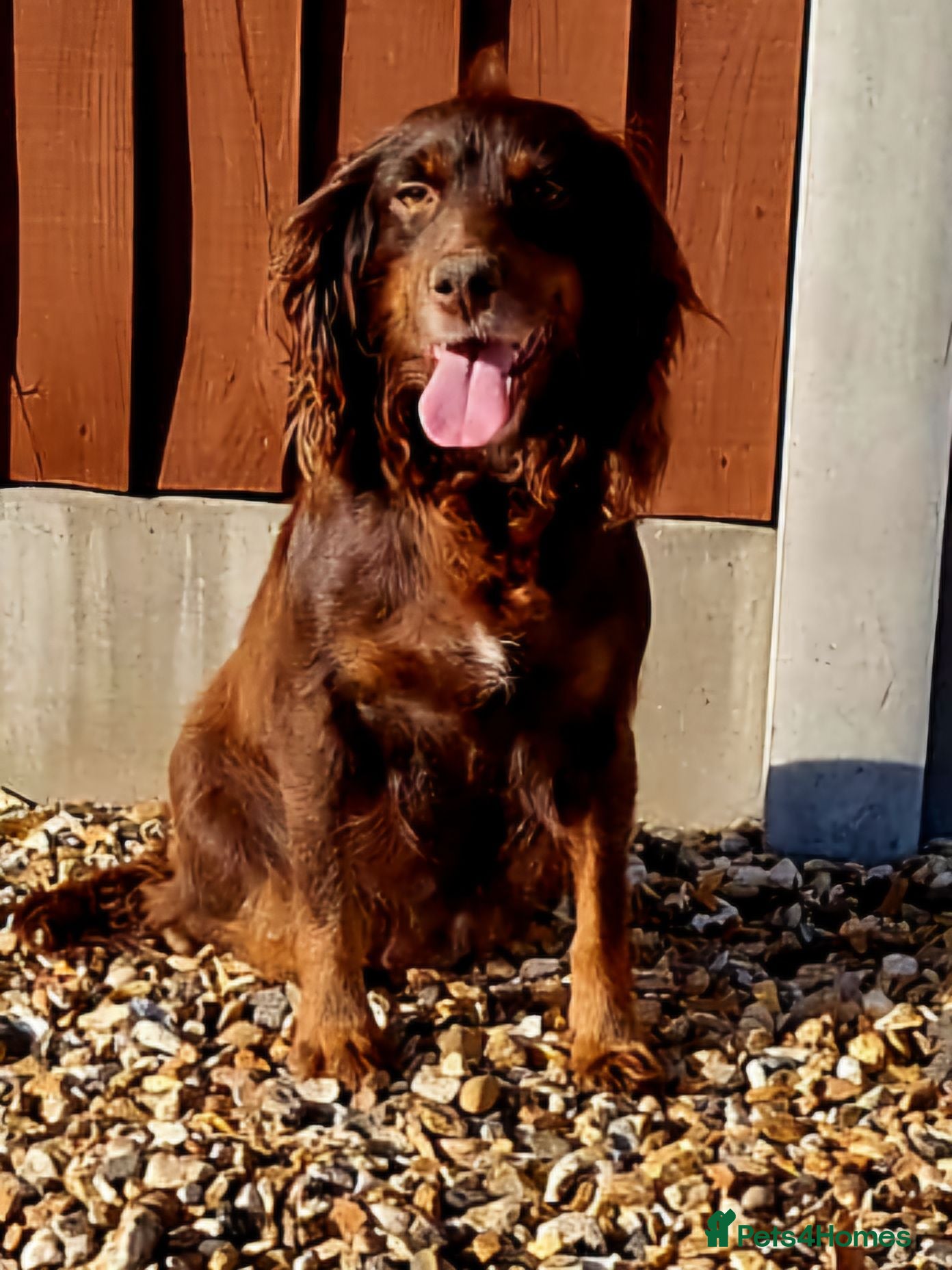 Cockapoo dogs VET CHECKED F1 BEAUTIFUL COCKAPOOS - Advert 1
