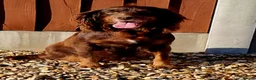 Cockapoo dogs for sale: VET CHECKED F1 BEAUTIFUL COCKAPOOS - Advert 1