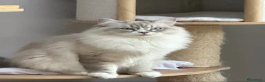 Siberian Kitten 1