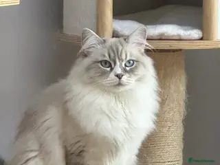 Siberian cats Looking for a loving New Home - Advert 15