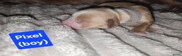 Cocker Spaniel dogs for sale: Working cocker spaniel pups - Advert 9