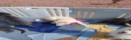German Shepherd dogs for sale: Izzy Blue Bell and Violet German Shepherd Puppies - Advert 4