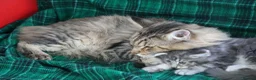 Maine Coon cats for sale: Maine coon kittens pure American Maine coon  - Advert 5