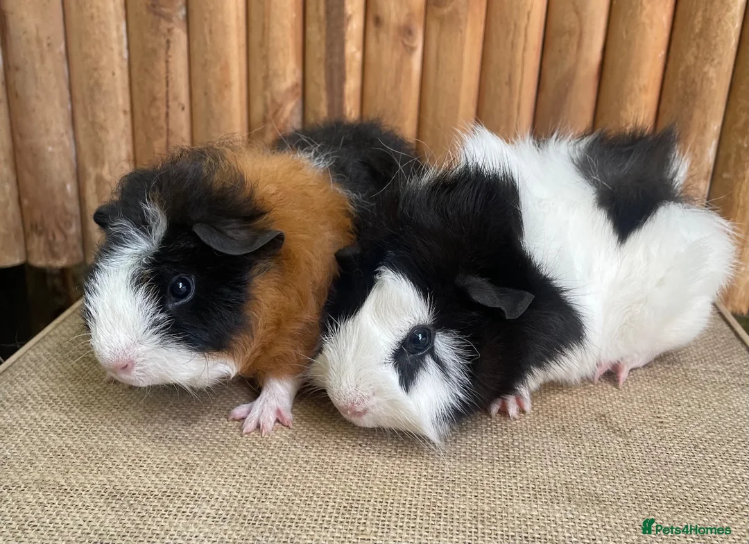 Guinea Pig rodents for sale: Baby boys  - Advert 7