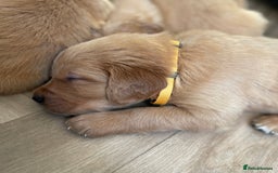 Golden Retriever dogs for sale: KC golden retriever puppies - Image 5