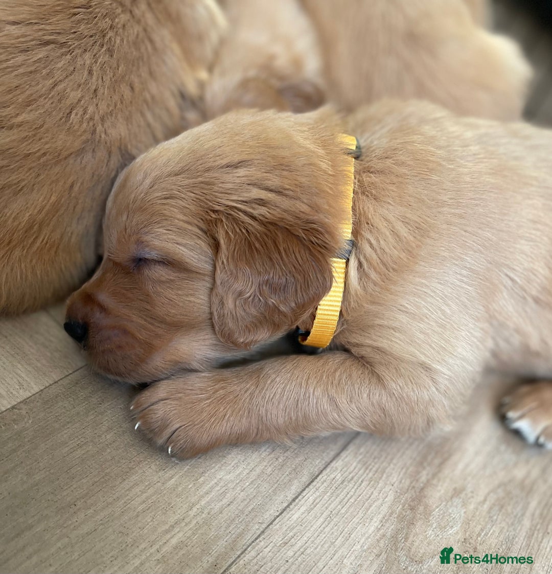 Golden Retriever dogs for sale: KC golden retriever puppies - Image 5