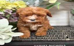 Cavapoo dogs for sale: Health tested TOY CAVAPOOS KC Parents - Image 30