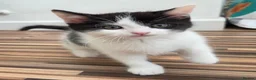 Scottish Fold cats for sale: Scottish Fold / Scottish Straight in Leicester - Advert 12