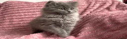 Mixed Breed cats for sale: Beautiful ragdoll x Persian kittens - Advert 9