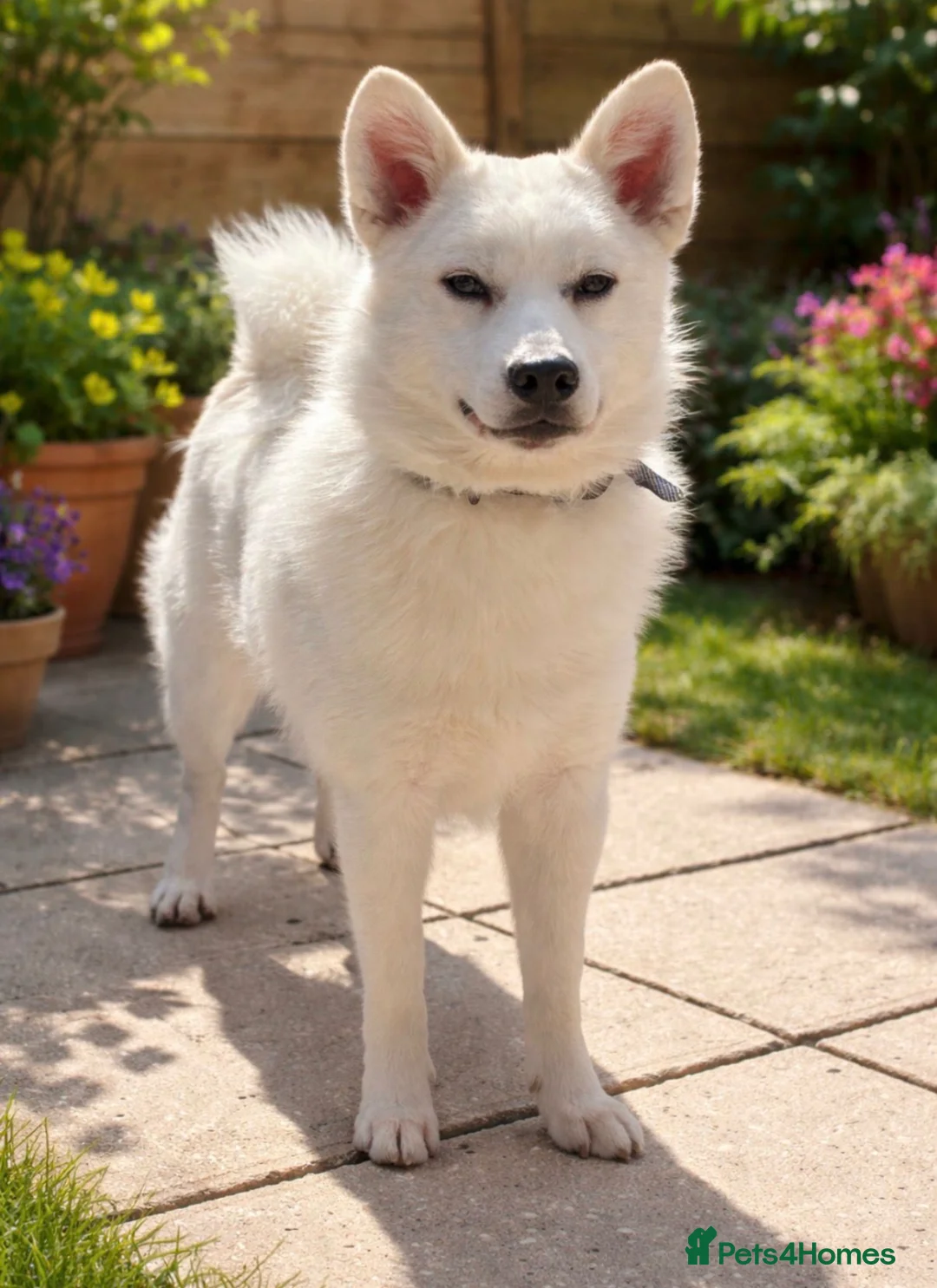 Pomsky dogs for sale: Pomsky’s For Sale - Advert 2