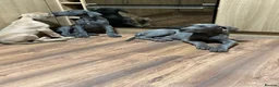 Great Dane dogs for sale: Great Dane puppies - Advert 5