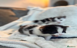 Domestic Shorthair cats for sale: Beautiful litter of kittens - Image 10