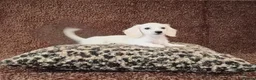 Miniature Dachshund dogs for sale: Rare Cream Longcoat Miniature Dachshund Puppies  - Advert 8