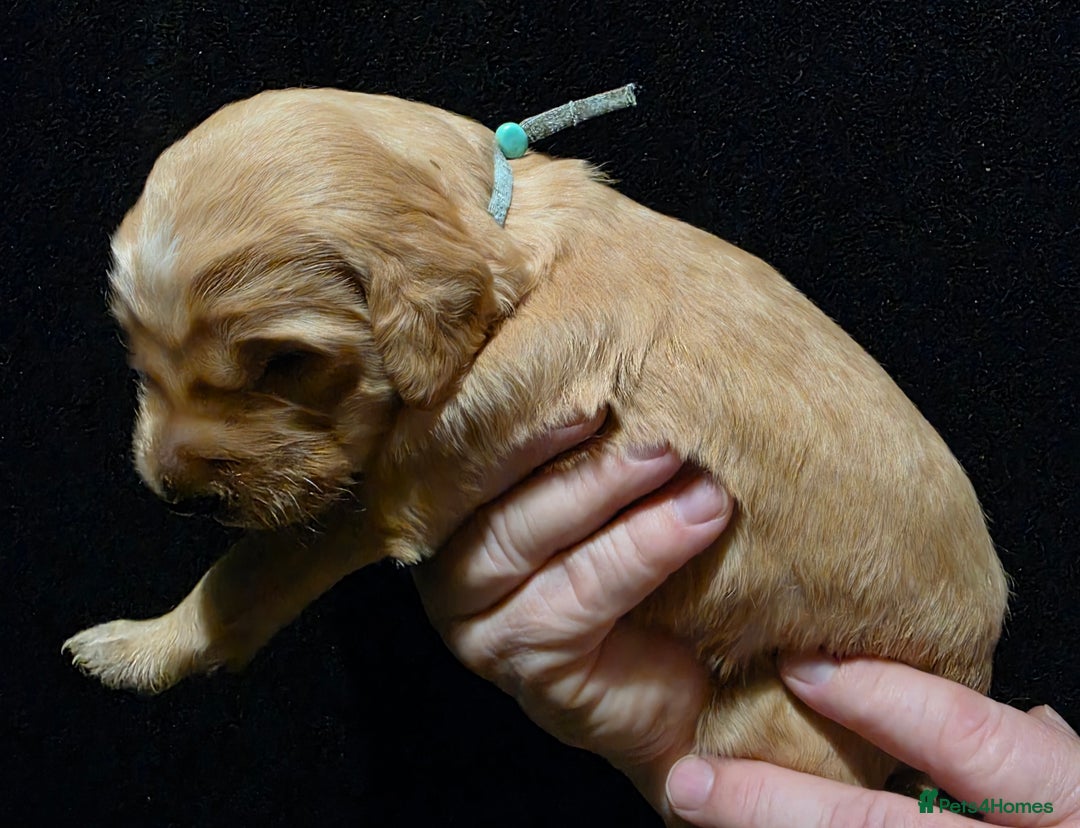 Goldendoodle dogs for sale: Fully Health Tested F1 Goldendoodles - Advert 22