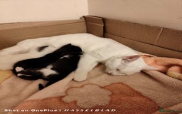 Turkish Angora cats for sale: REDUCED!!! Turkish Angora kittens for sale - Image 19