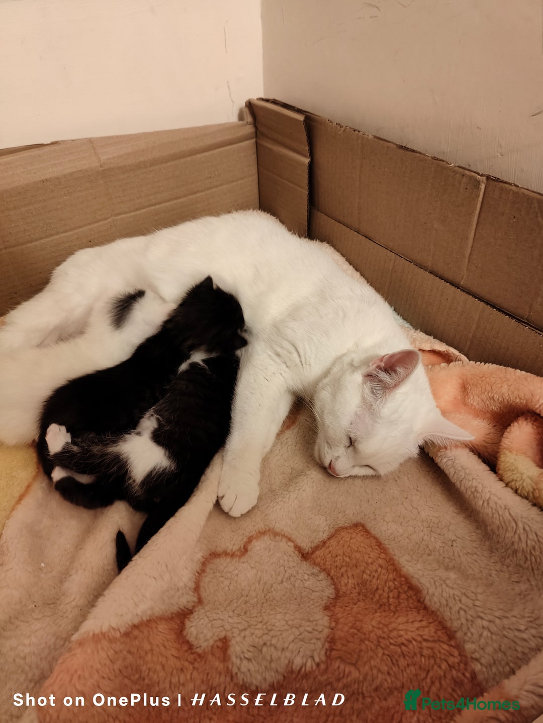 Turkish Angora cats for sale: REDUCED!!! Turkish Angora kittens for sale - Image 19