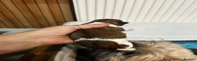 Shih Tzu 3