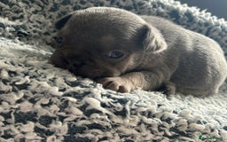 French Bulldog dogs for sale: French bulldog puppies  - Image 8