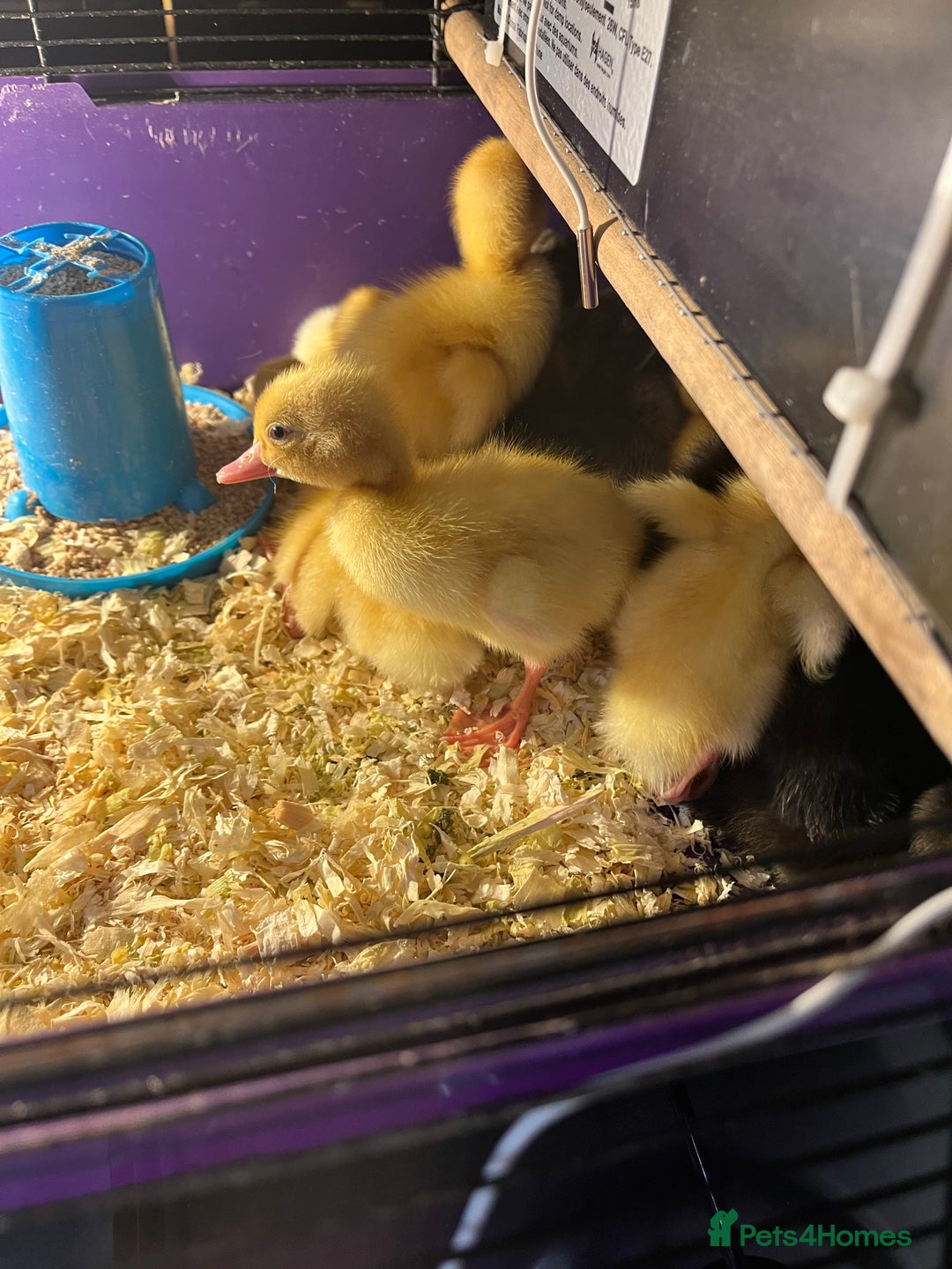 Ducks poultry for sale: Indian runner ducklings  - Image 5