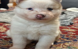 Siberian Husky dogs for sale: Siberian husky puppies  - Image 9