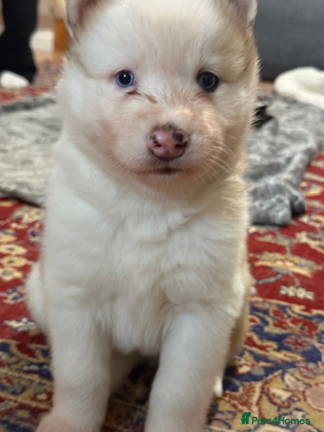 Siberian Husky dogs for sale: Siberian husky puppies  - Image 9