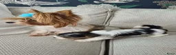 Biewer Terrier dogs for sale: Biewer Terrier in Luton - Advert 4