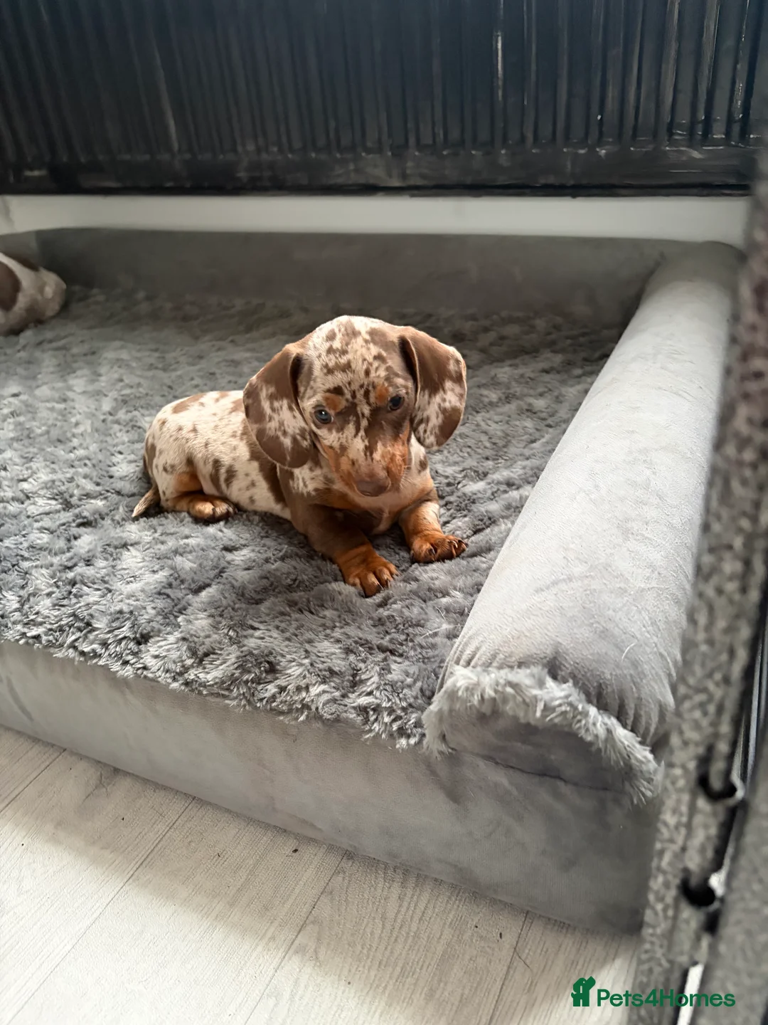 Miniature Dachshund dogs for sale: Miniature dachshund  in Saint Helens - Advert 2